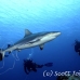 shark_reef_grey_uc_h_0243_pal3160.jpg